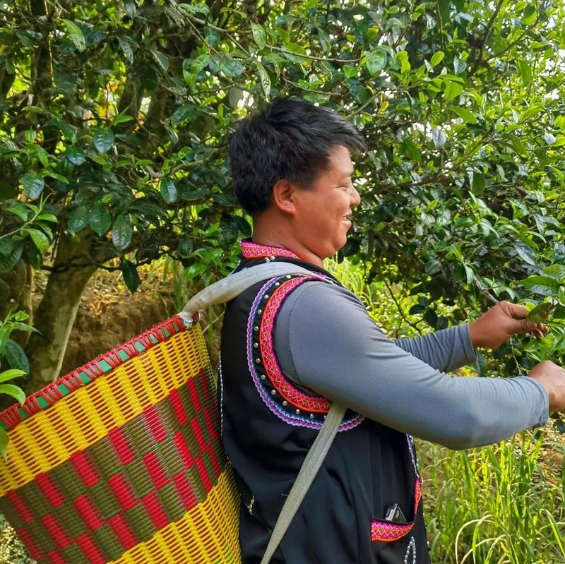 关于茶山翠影吐芳甘  澜沧拉巴乡古茶树迎开采的新闻(2)