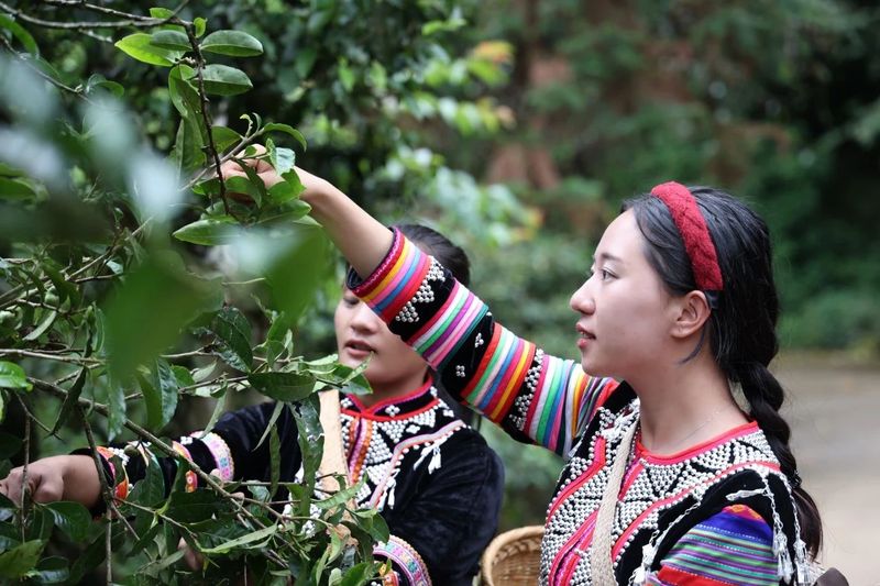 关于茶山翠影吐芳甘  澜沧拉巴乡古茶树迎开采的新闻(1)