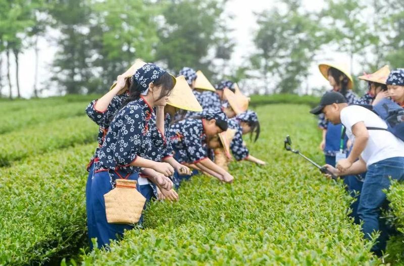 有关于茶乡安溪春茶开采正当时的消息(2)