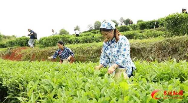 有关于秀一秀指尖上的功夫！茶陵启动茶技人才技能展示系列活动的相关信息(1)