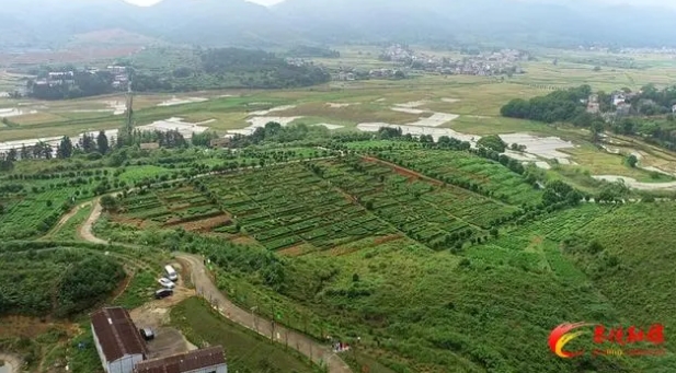 有关于秀一秀指尖上的功夫！茶陵启动茶技人才技能展示系列活动的相关信息