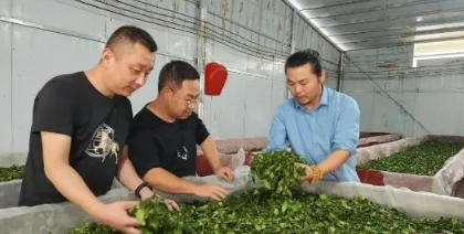 有关于铅山：春茶开采助力茶农增收的最新消息