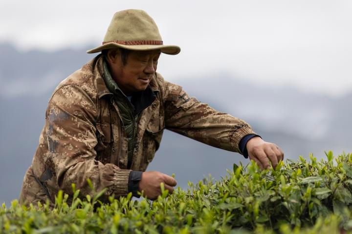 有关于文化中国行，西藏墨脱：“高原秘境”的馥郁茶香的内容(1)