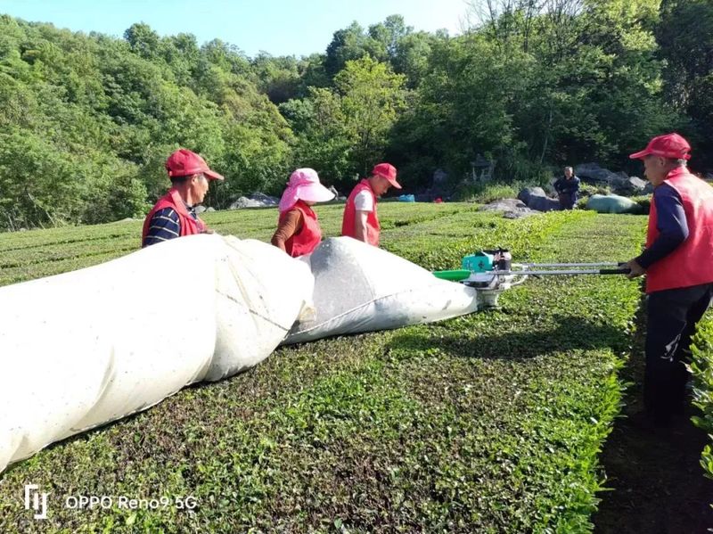 有关于桥河社区：协成农业服务队帮农采茶的信息