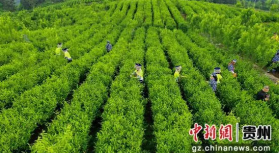 关于沿河：手工制好茶 春日茶飘香的消息(2)