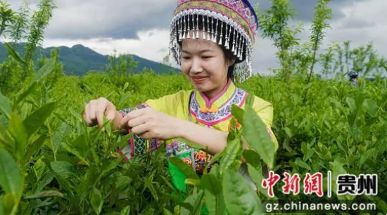 关于沿河：手工制好茶 春日茶飘香的消息