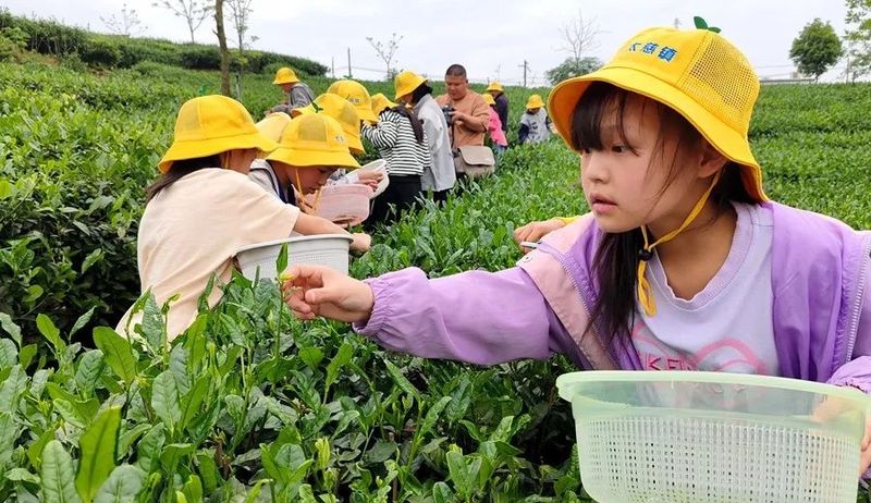 有关于望江县：不负春光 趣味采茶的消息