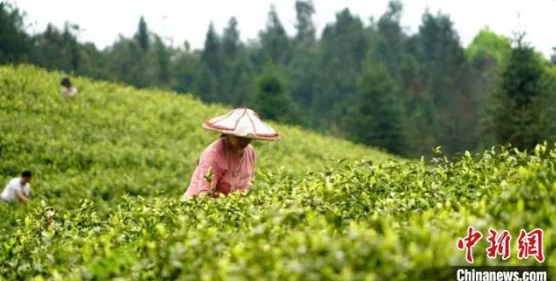 有关于贵州沿河：“白叶一号”茶叶让荒山变“金山”的消息