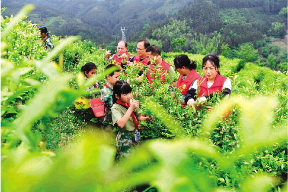 关于龙胜：茶飘香 研学忙的相关内容