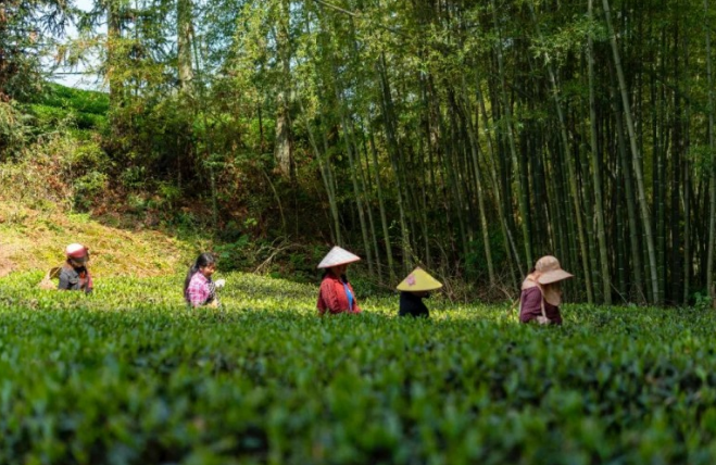 有关于马头岩茶叶开启一年一度春茶采茶季的相关内容(2)