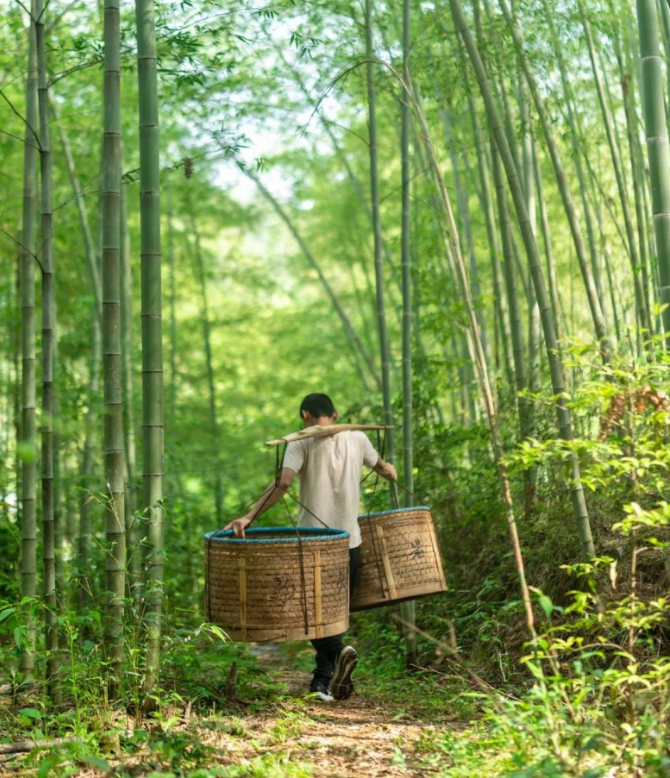 有关于马头岩茶叶开启一年一度春茶采茶季的相关内容(3)