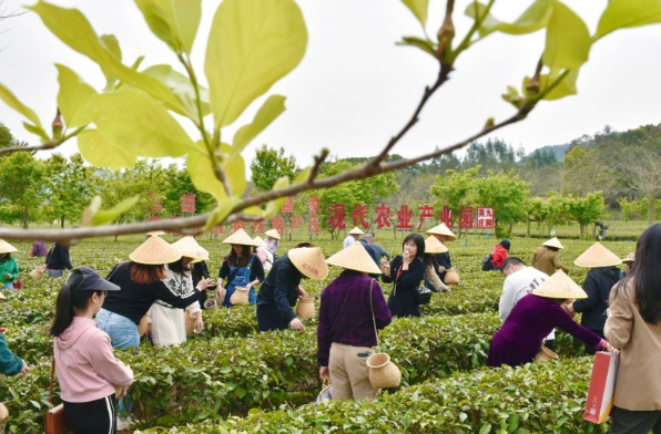 有关于瑞众保险助推英德百亿红茶产业振兴的消息(1)