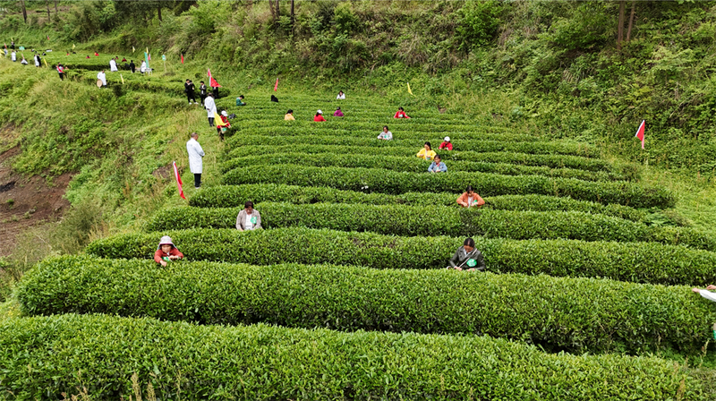 有关于石阡举办“首届谷雨苔茶文化”暨“健康大本营·银龄助茶旅”活动的新闻(7)