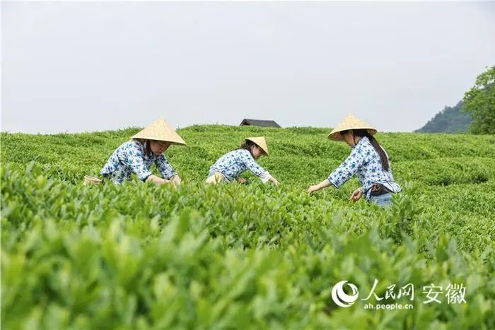 有关于安徽旌德：“茶旅融合”客满园的内容