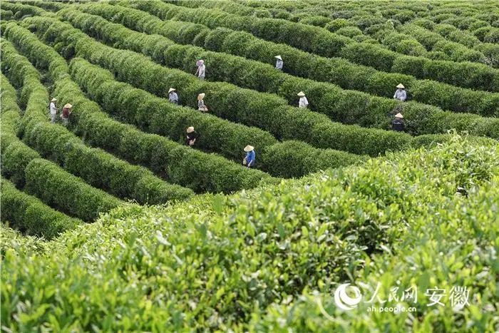 有关于安徽旌德：“茶旅融合”客满园的内容(1)