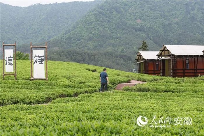 有关于安徽旌德：“茶旅融合”客满园的内容(2)