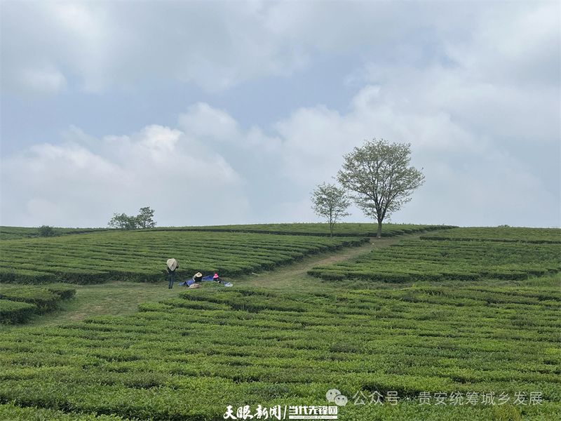 关于贵安新区茶叶“十里香” 从茶园飘到茶杯的信息(2)