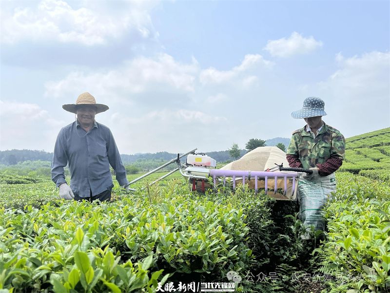 关于贵安新区茶叶“十里香” 从茶园飘到茶杯的信息(1)