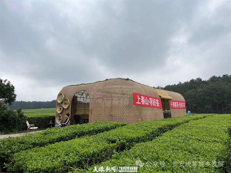 关于贵安新区茶叶“十里香” 从茶园飘到茶杯的信息(8)