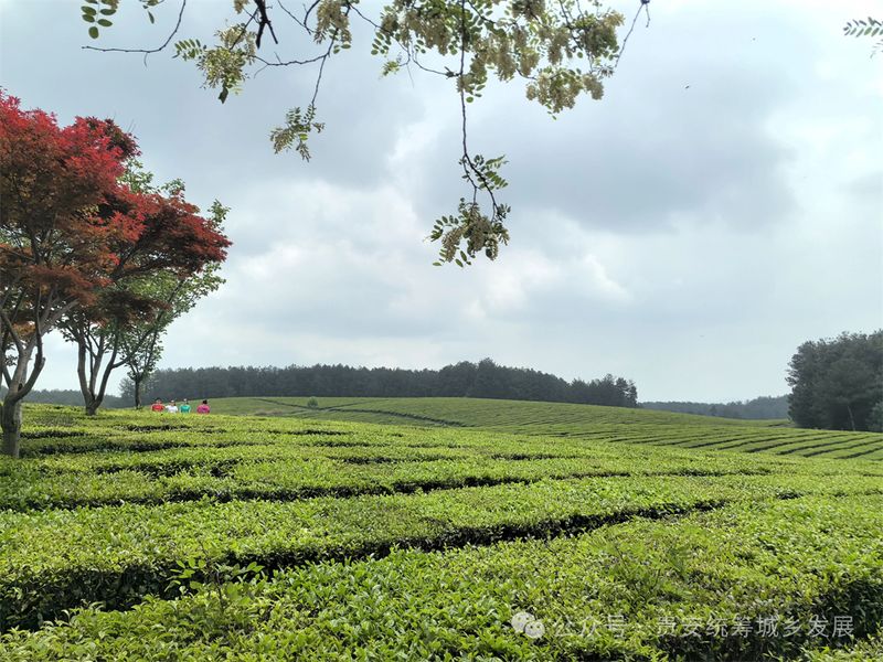 关于贵安新区茶叶“十里香” 从茶园飘到茶杯的信息