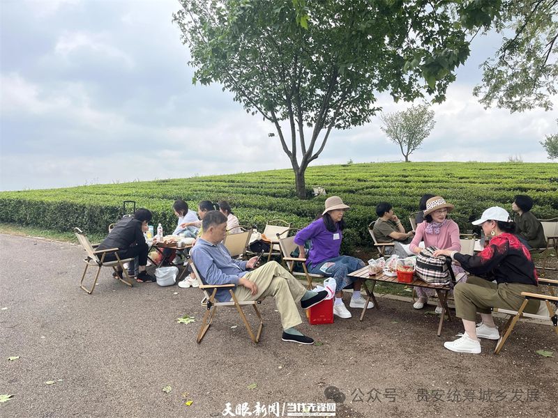 关于贵安新区茶叶“十里香” 从茶园飘到茶杯的信息(7)