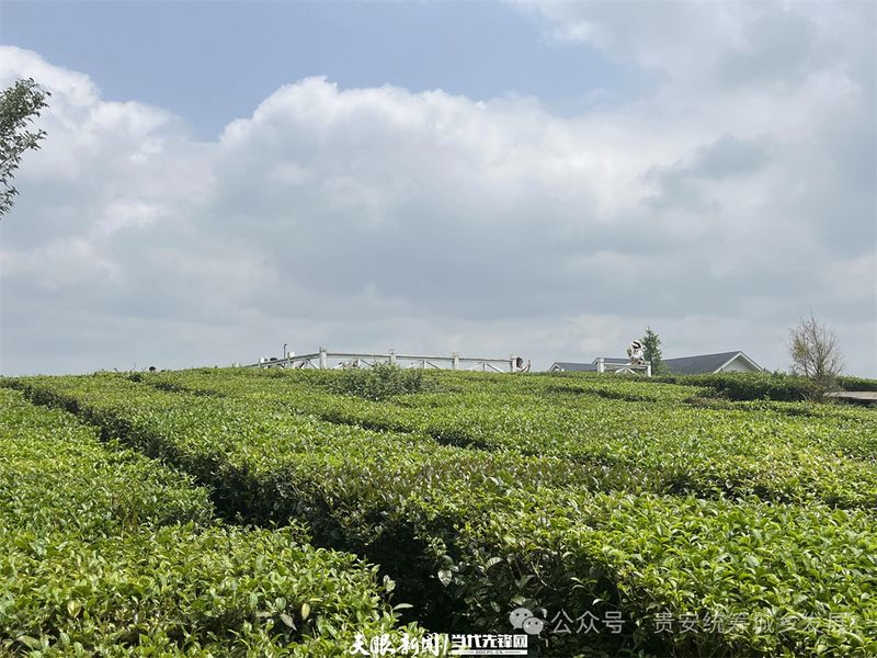 关于贵安新区茶叶“十里香” 从茶园飘到茶杯的信息(3)