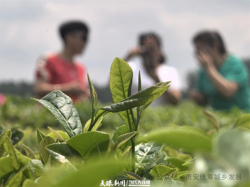 关于贵安新区茶叶“十里香” 从茶园飘到茶杯的信息(4)