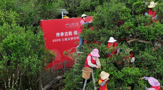 有关于潮州市凤凰镇600年古茶树大庵“宋种”开采的新闻(1)