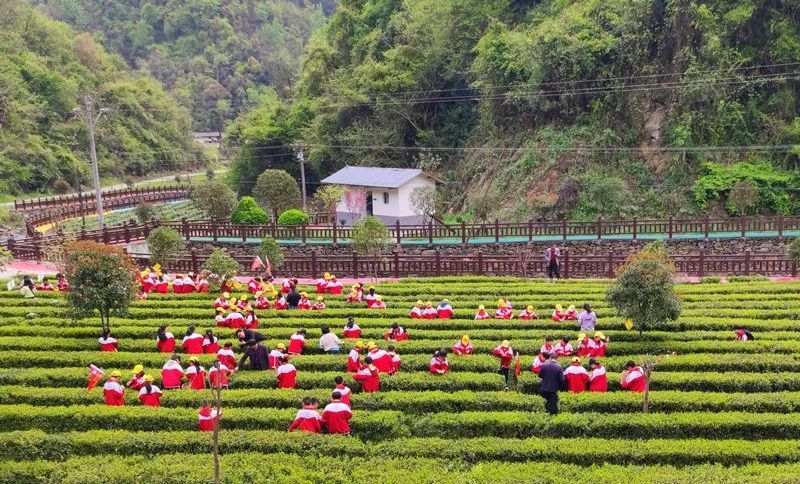 有关于白河县茅坪镇：茶旅融合让田湾村焕发新活力的最新消息