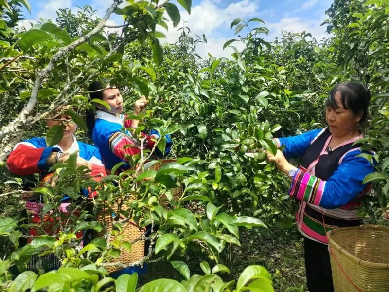 有关于勐腊县：“三早”措施应对用工难题 多管齐下保障春茶采收的信息