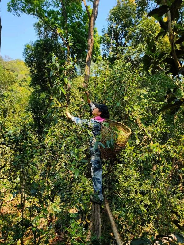 有关于勐腊县：“三早”措施应对用工难题 多管齐下保障春茶采收的信息(1)