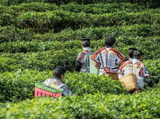 关于喜茶发布新茶饮茶文旅线路攻略 呈现茶叶品质供应链实力的新闻(3)