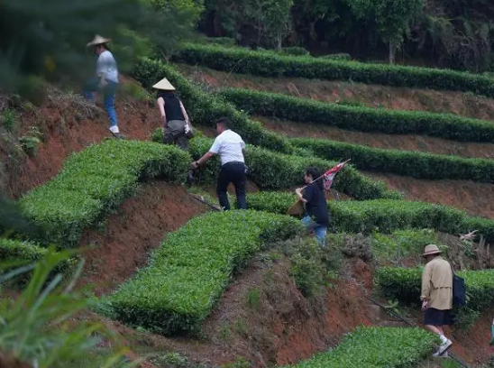 关于喜茶发布新茶饮茶文旅线路攻略 呈现茶叶品质供应链实力的新闻(2)