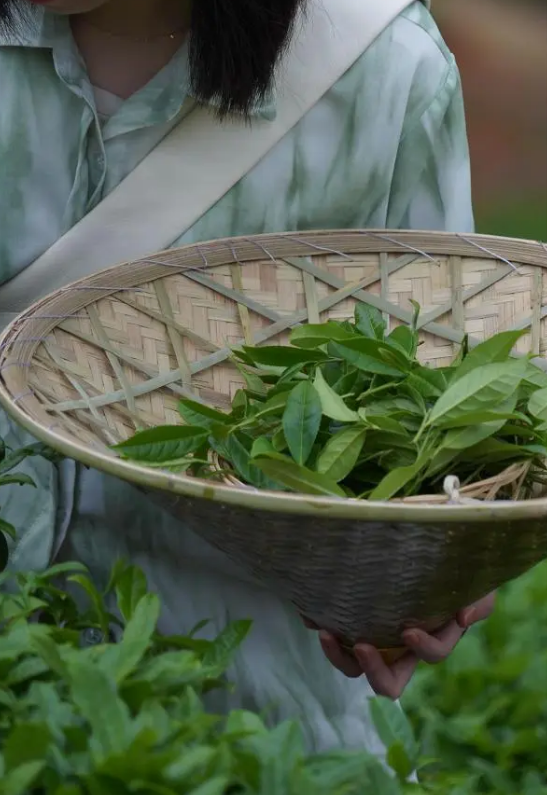 关于喜茶发布新茶饮茶文旅线路攻略 呈现茶叶品质供应链实力的新闻