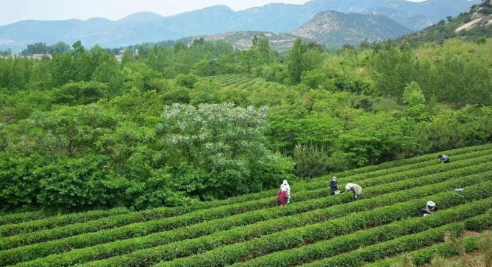 有关于山东移动精制茶“产业大脑”推进茶产业全域全程数字化的内容