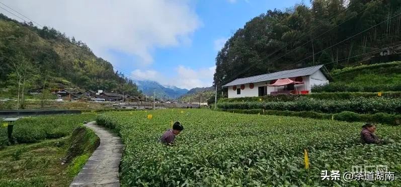 关于吉首矮寨：一两黄金一两茶·筑梦“湘”村的消息(9)