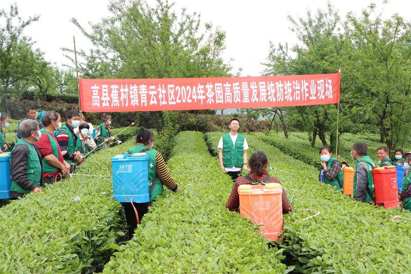 有关于蕉村镇：推行“统防统治” 护航茶叶质量安全的消息