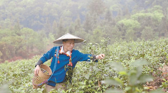 有关于一杯好酸茶，从德昂山的春天开始的相关信息