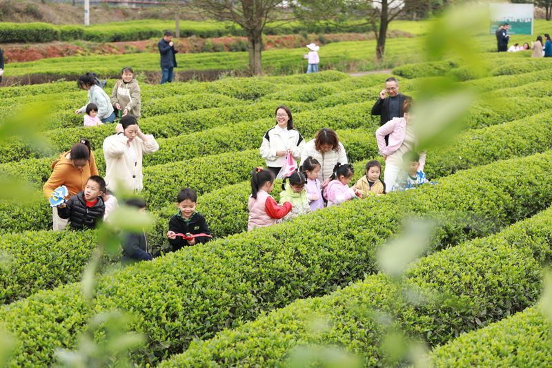 有关于打造湘赣边茶旅融合聚集区 做大长沙绿茶品牌的消息(2)