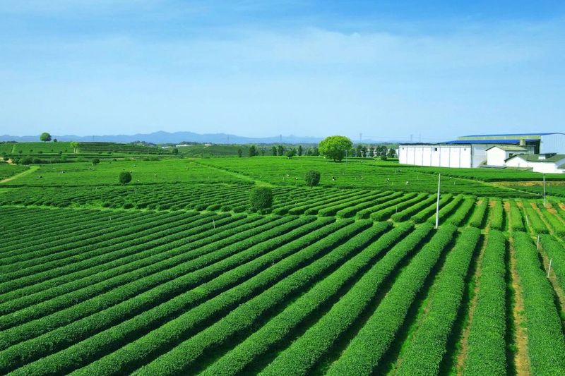 有关于打造湘赣边茶旅融合聚集区 做大长沙绿茶品牌的消息(1)