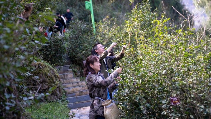 关于千年古茶树，茶韵香古今的信息(5)