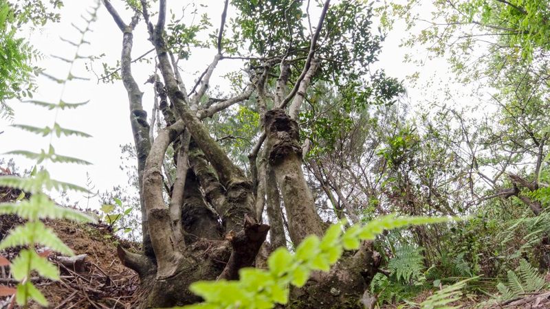 关于千年古茶树，茶韵香古今的信息(3)