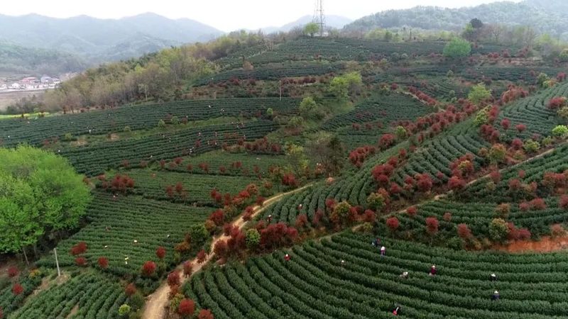 关于茶产业托起大别山区乡村振兴梦的消息