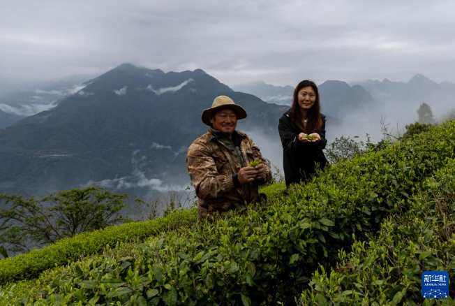 有关于西藏墨脱：茶园飘香富山民的信息(2)