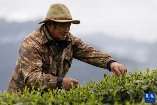 有关于西藏墨脱：茶园飘香富山民的信息(6)