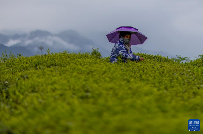 有关于西藏墨脱：茶园飘香富山民的信息(4)