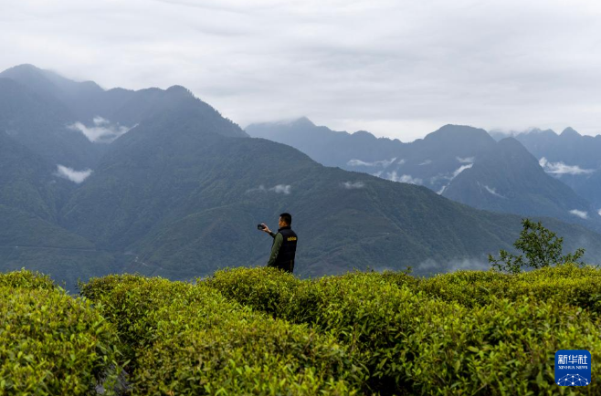 有关于西藏墨脱：茶园飘香富山民的信息