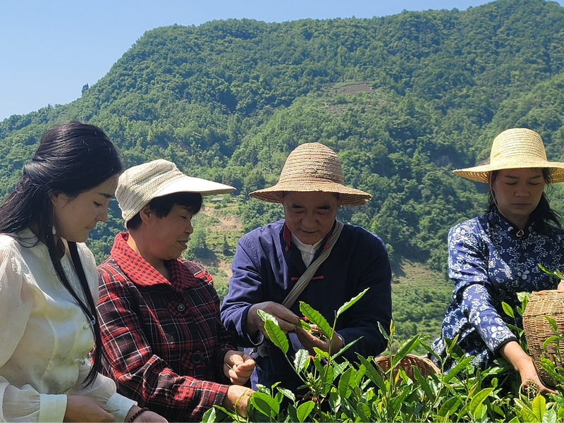 有关于了不起！子承父业种好茶，荒山培绿飘茶香的信息