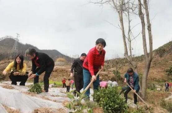 有关于湖南新田瑶山发展茶产业富民增收的最新消息