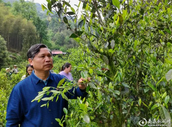 有关于大熊山古树茶开园开采的消息